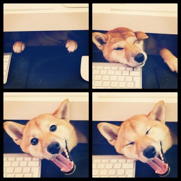 テンションの上がる画像を貼るトピ