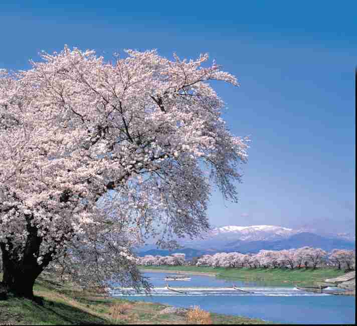 みなさんにとって桜とは？