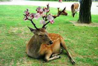 みなさんにとって桜とは？