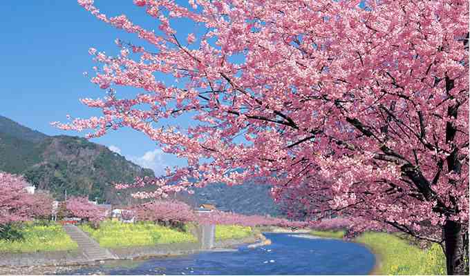 みなさんにとって桜とは？
