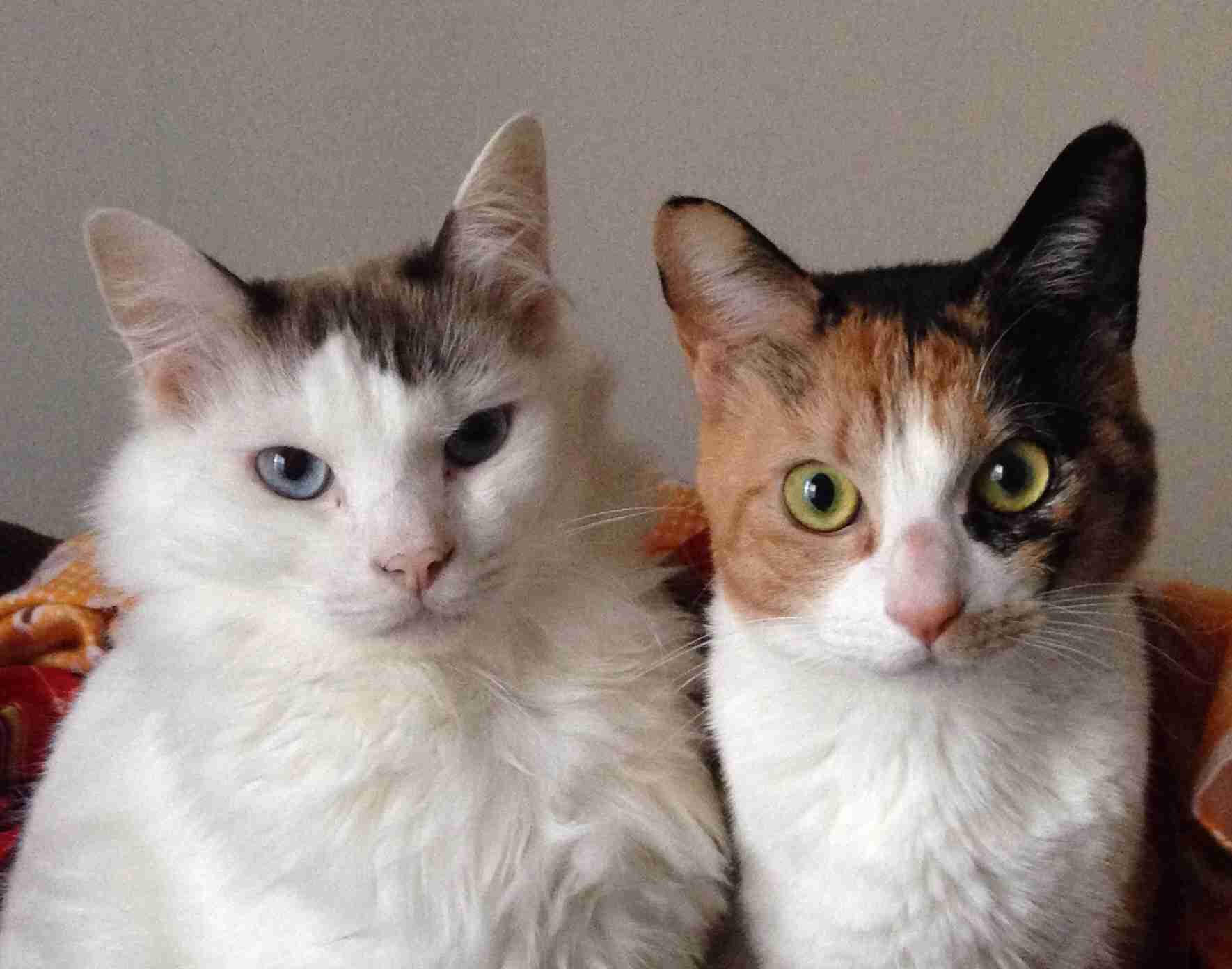 あなたのペットの名前とその由来は何ですか？