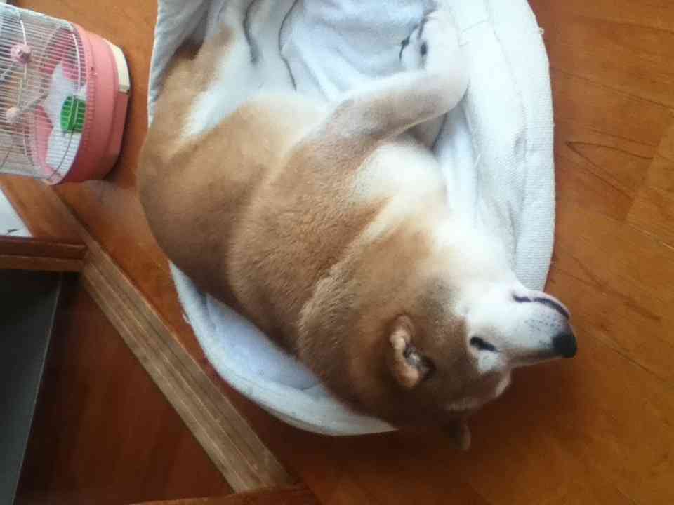 あなたのペットの名前とその由来は何ですか？