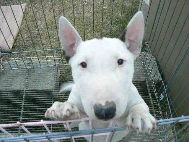 「関東一イケメン高校生」第3回のグランプリ決定【関東ハイスクールミスターコン2015】