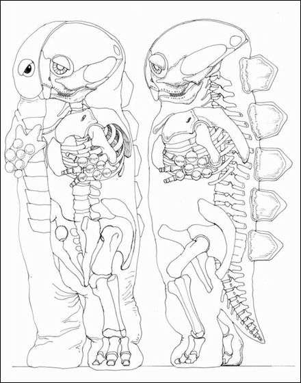 「ガチャピンに骨はあるの？」　→　ガチャピン「あるよ」衝撃の骨格図が明らかに…！