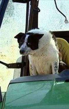 わんこがトラクター運転し事故、農場の柵突き破り高速道路へ飛び出す。