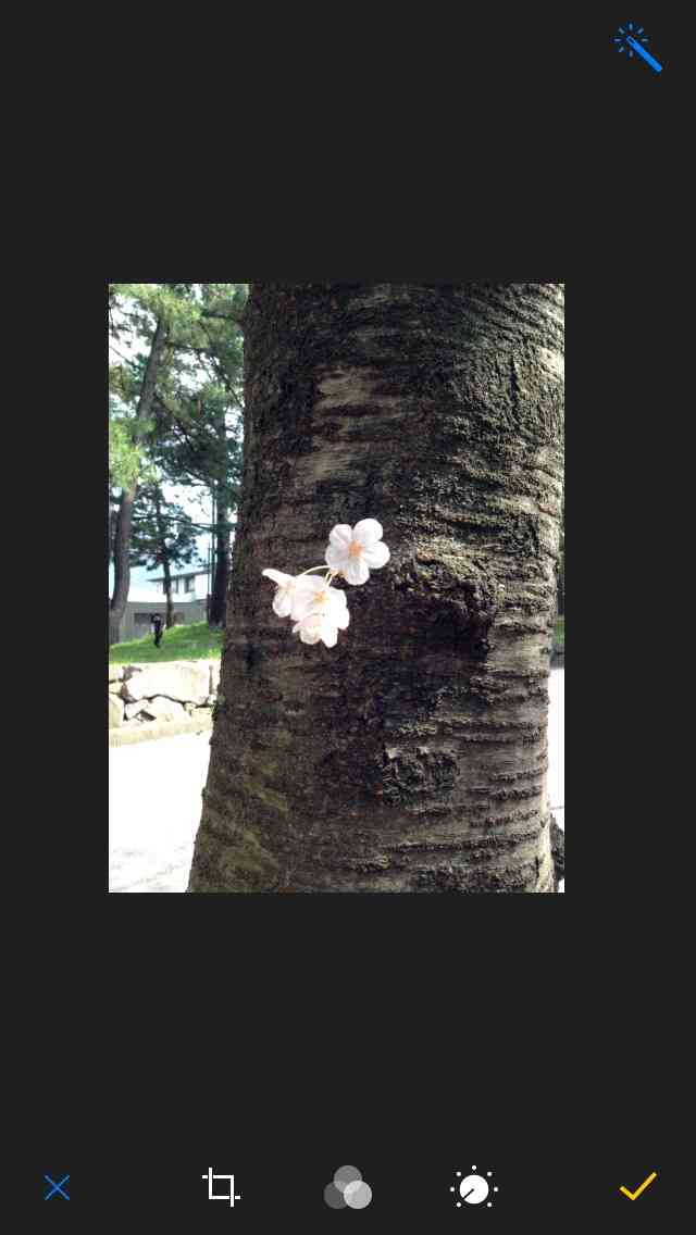 今年撮れた桜の写真「とっておきの一枚」♡