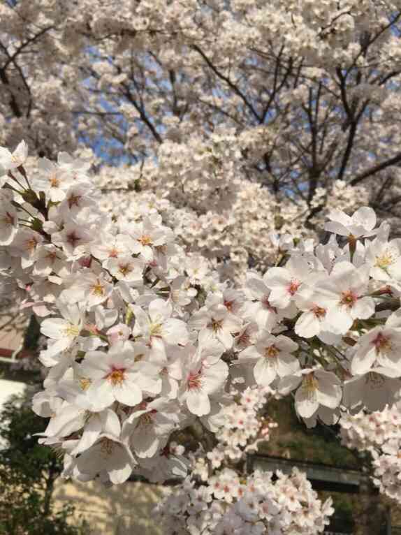 今年撮れた桜の写真「とっておきの一枚」♡