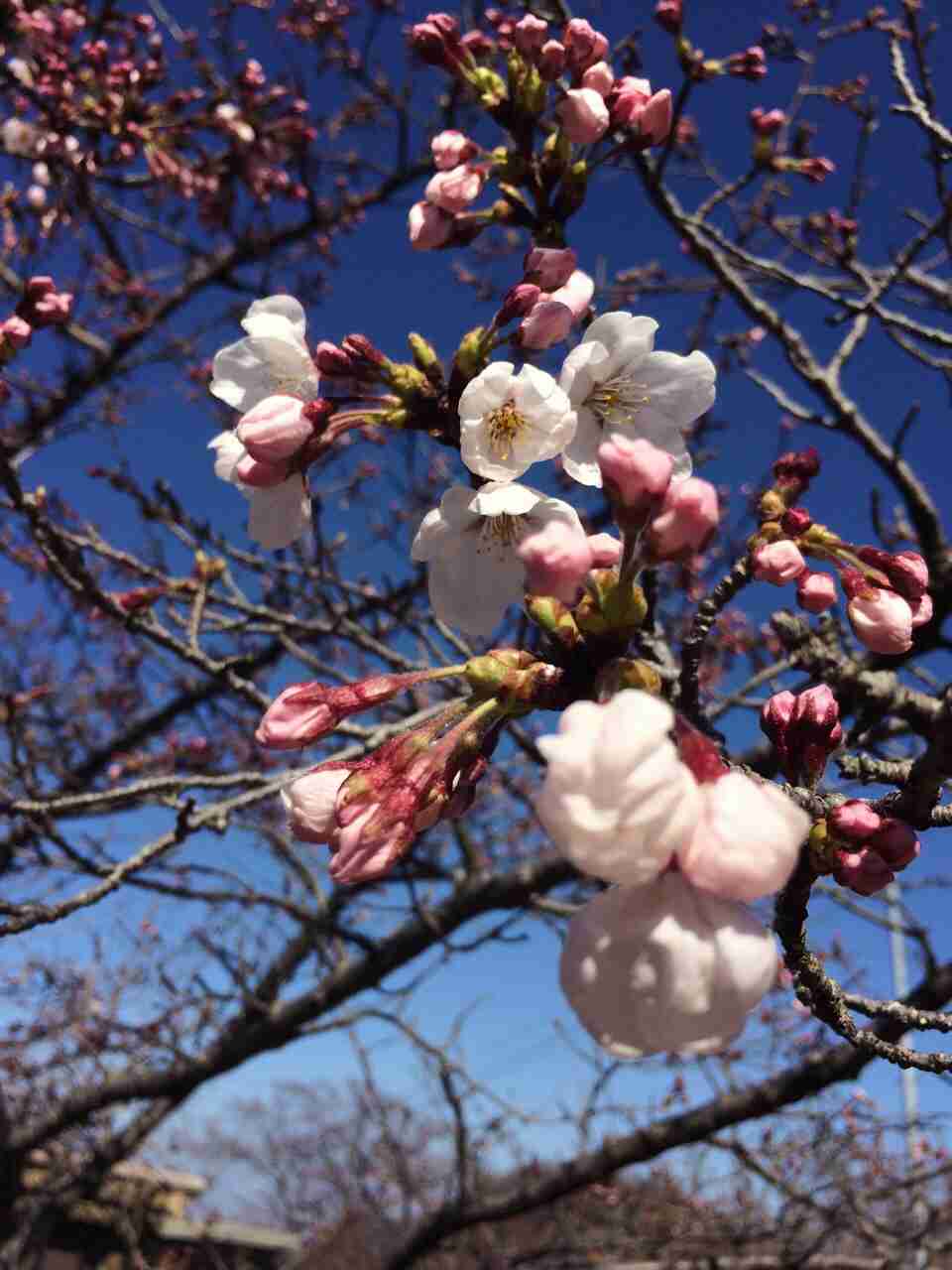 今年撮れた桜の写真「とっておきの一枚」♡