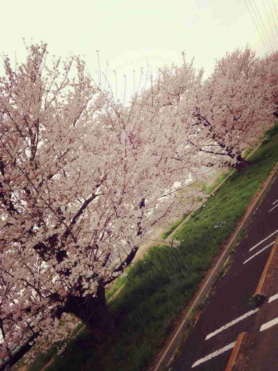 今年撮れた桜の写真「とっておきの一枚」♡