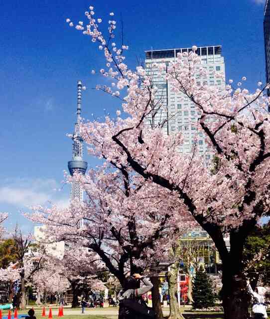 今年撮れた桜の写真「とっておきの一枚」♡