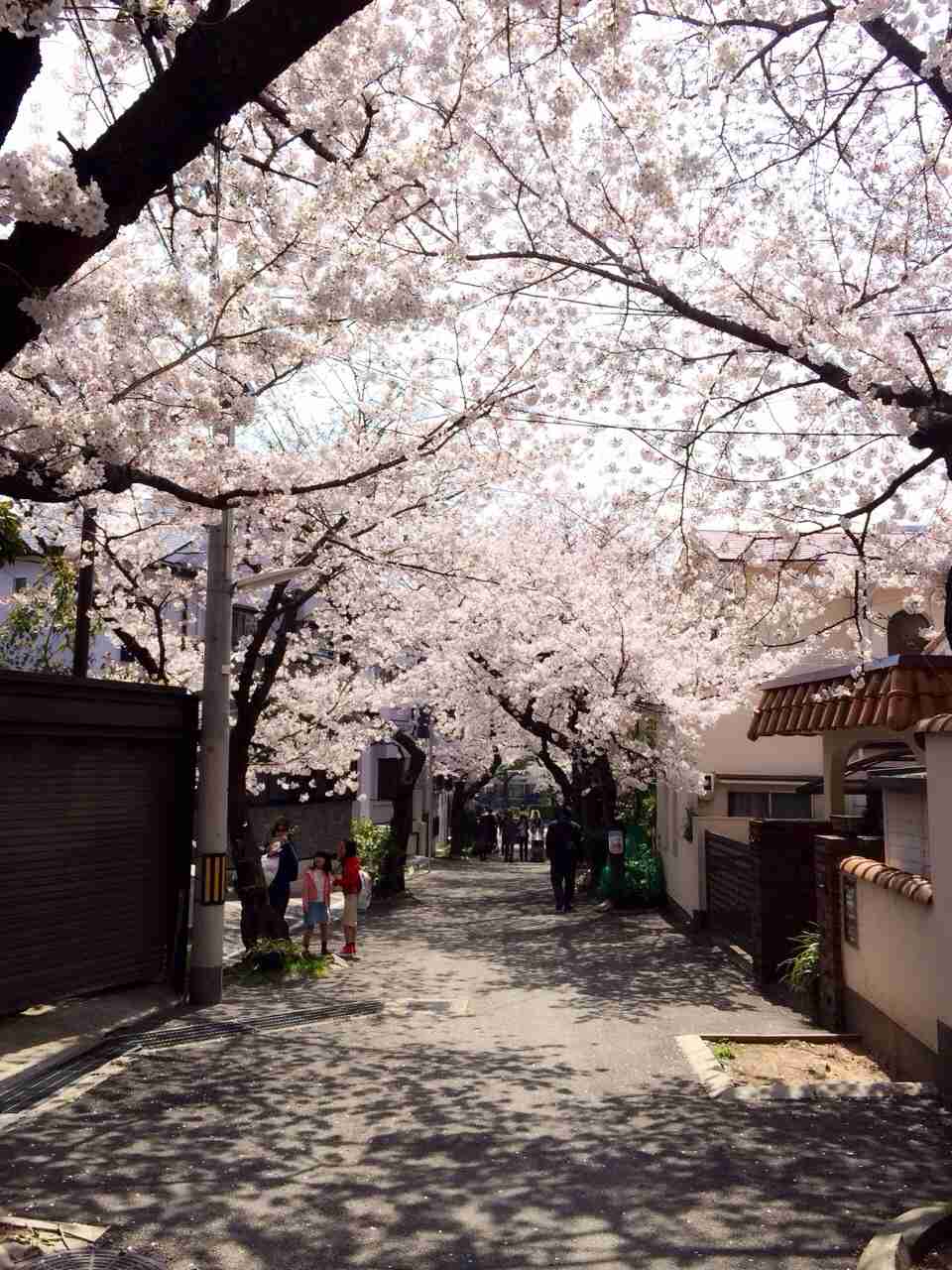 今年撮れた桜の写真「とっておきの一枚」♡