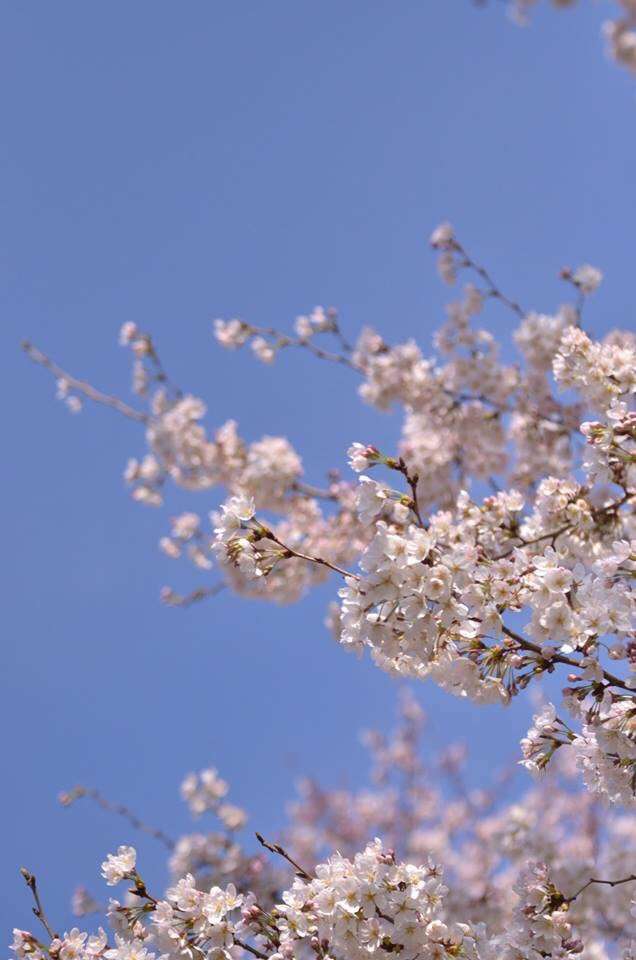 今年撮れた桜の写真「とっておきの一枚」♡