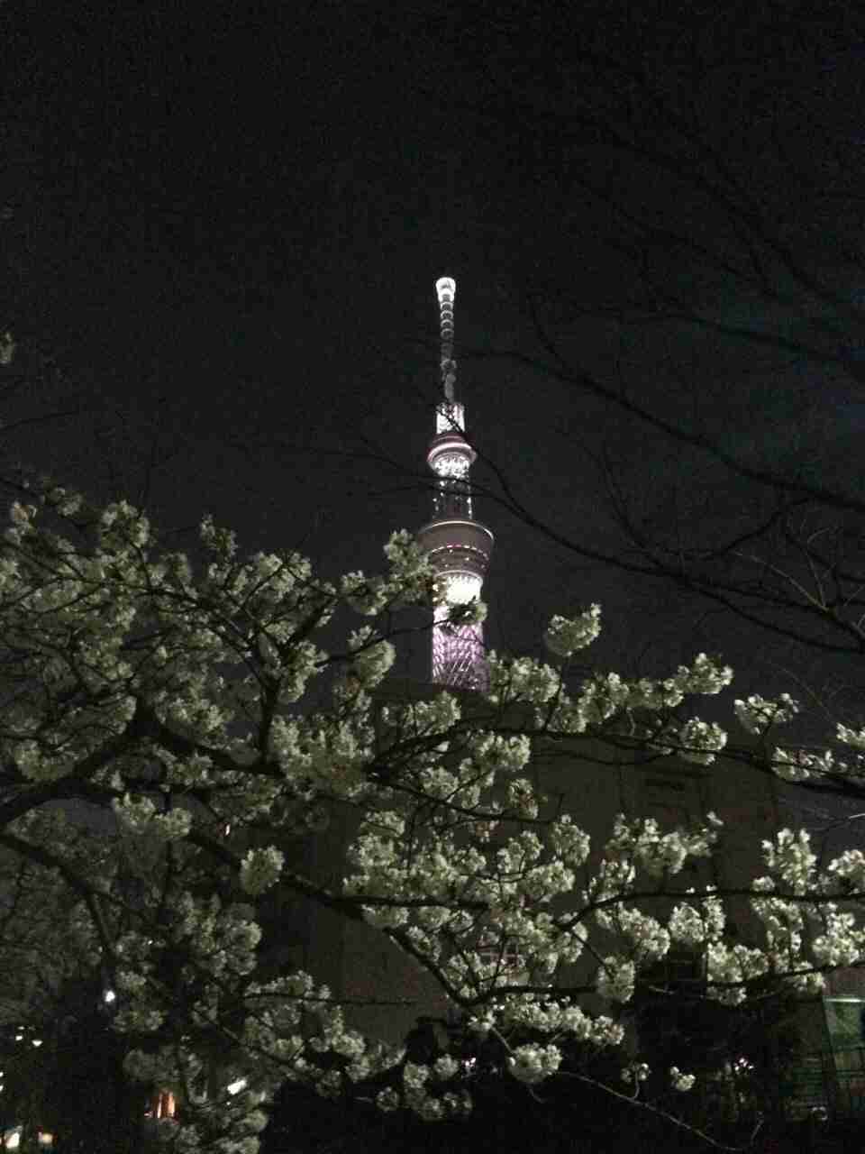 今年撮れた桜の写真「とっておきの一枚」♡