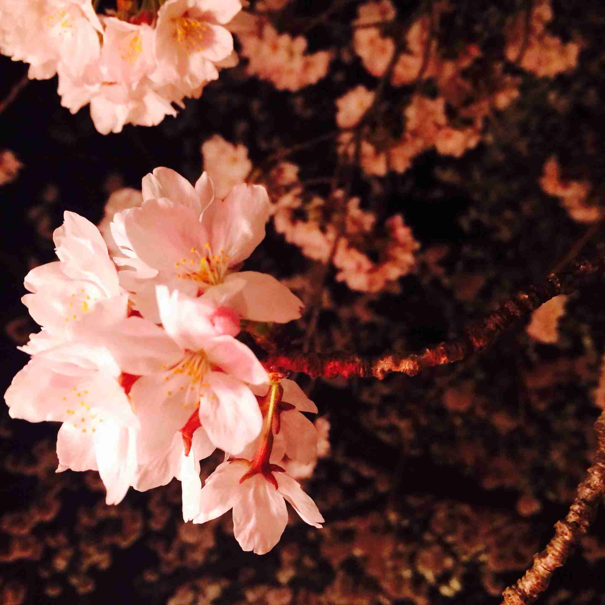 今年撮れた桜の写真「とっておきの一枚」♡