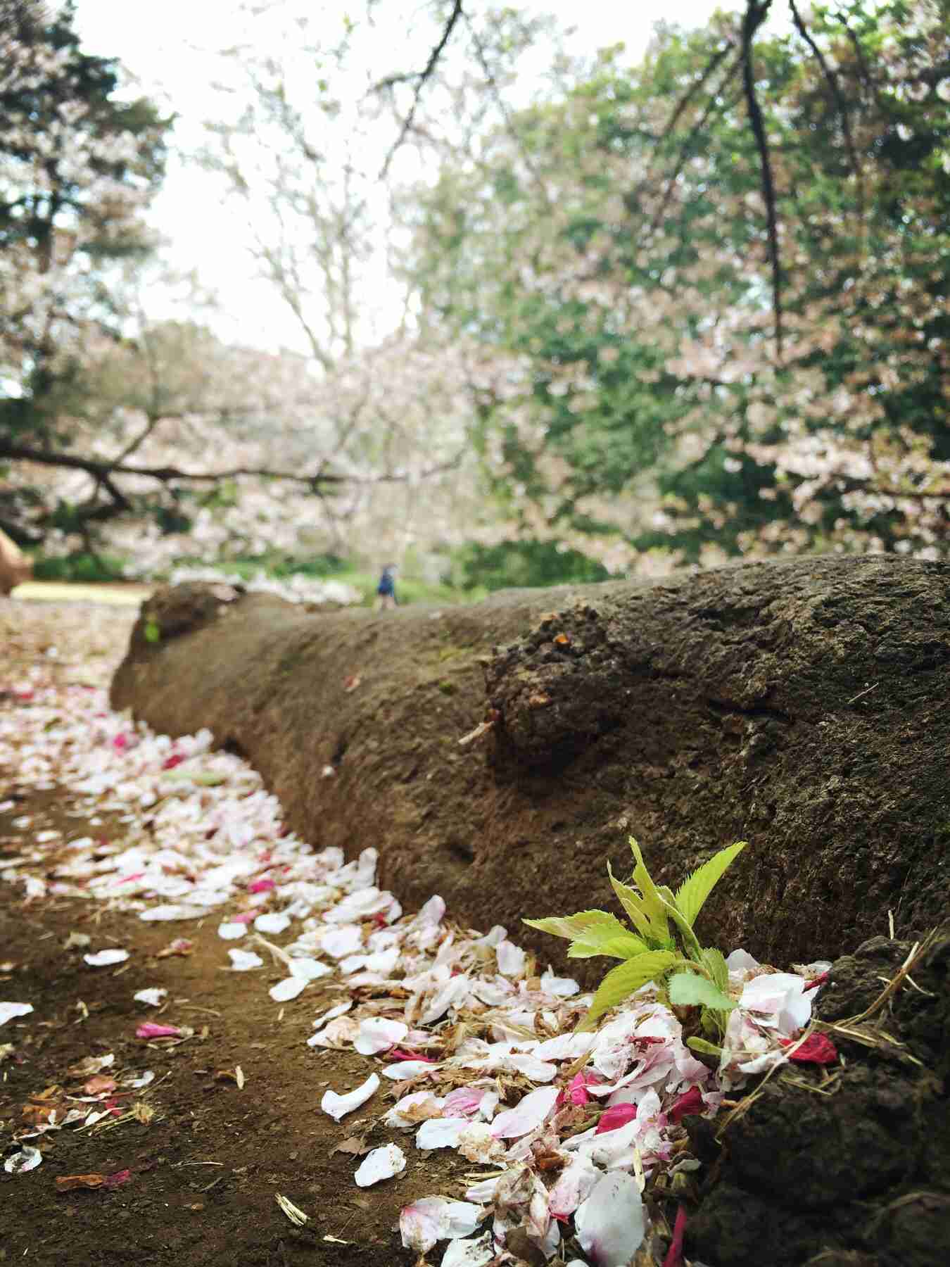 今年撮れた桜の写真「とっておきの一枚」♡