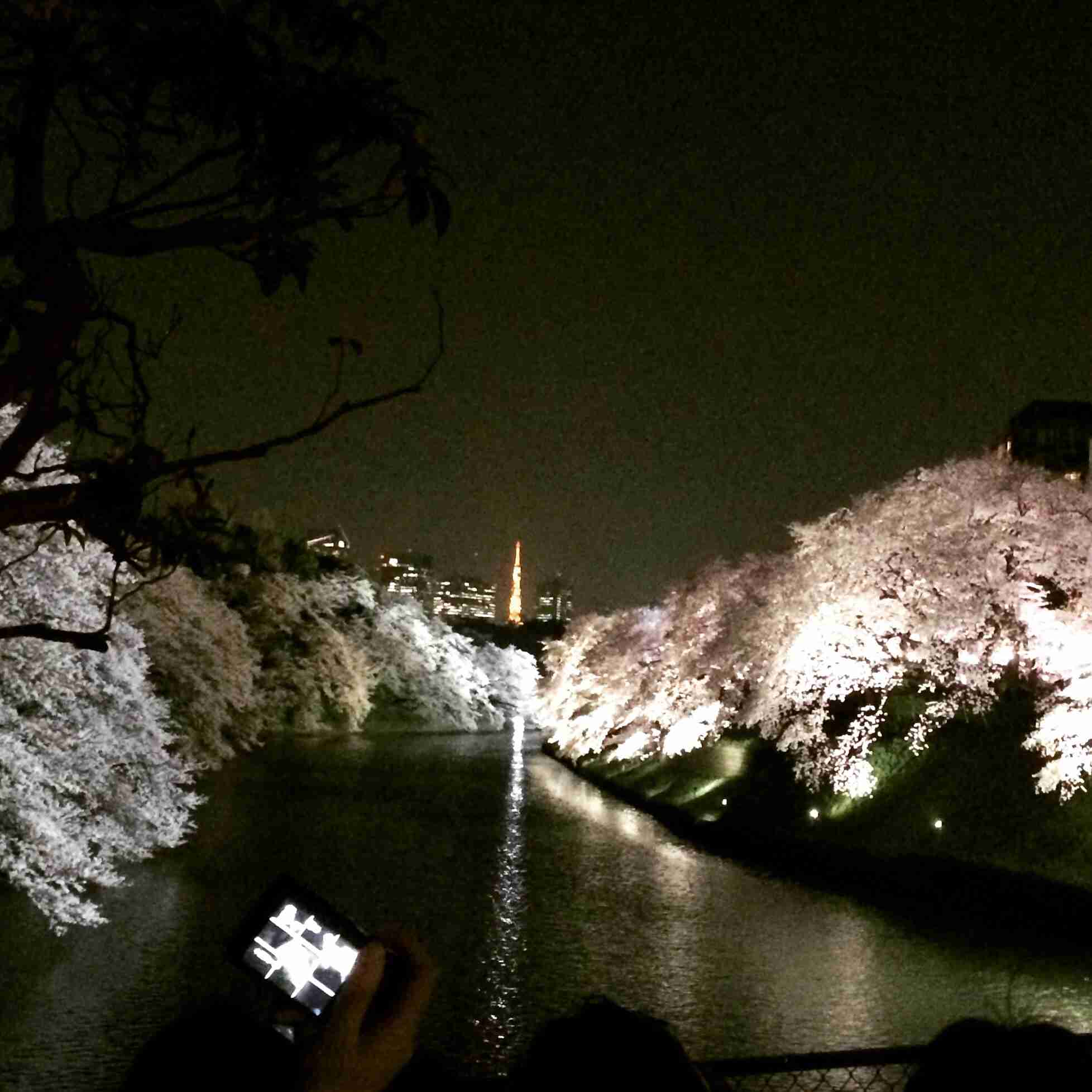 今年撮れた桜の写真「とっておきの一枚」♡