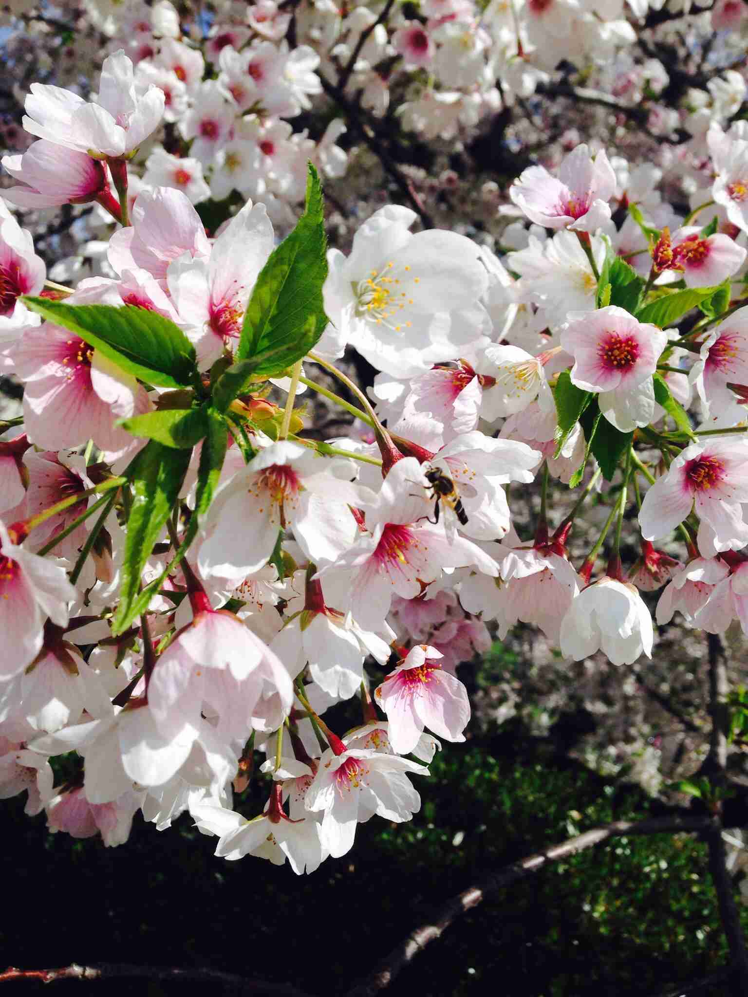 今年撮れた桜の写真「とっておきの一枚」♡