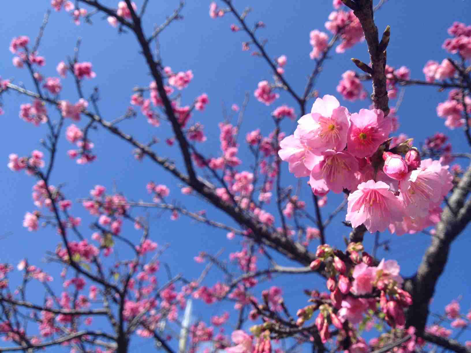 今年撮れた桜の写真「とっておきの一枚」♡