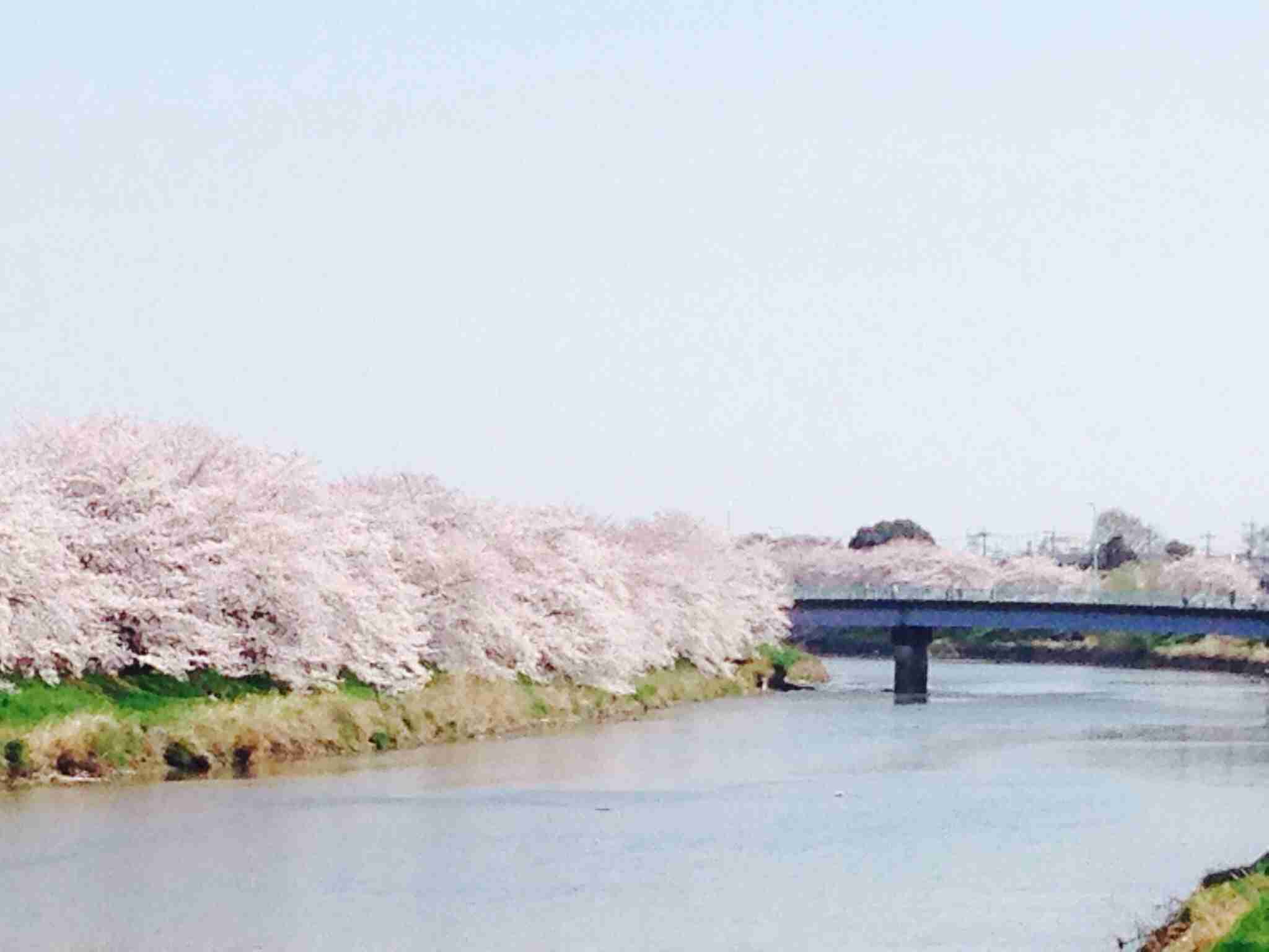 今年撮れた桜の写真「とっておきの一枚」♡