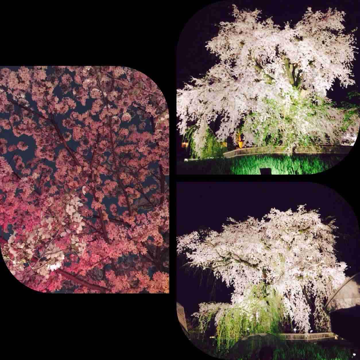 今年撮れた桜の写真「とっておきの一枚」♡