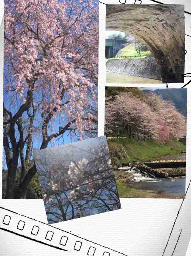 今年撮れた桜の写真「とっておきの一枚」♡