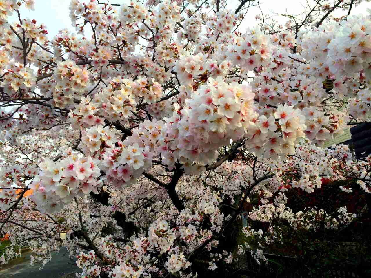今年撮れた桜の写真「とっておきの一枚」♡