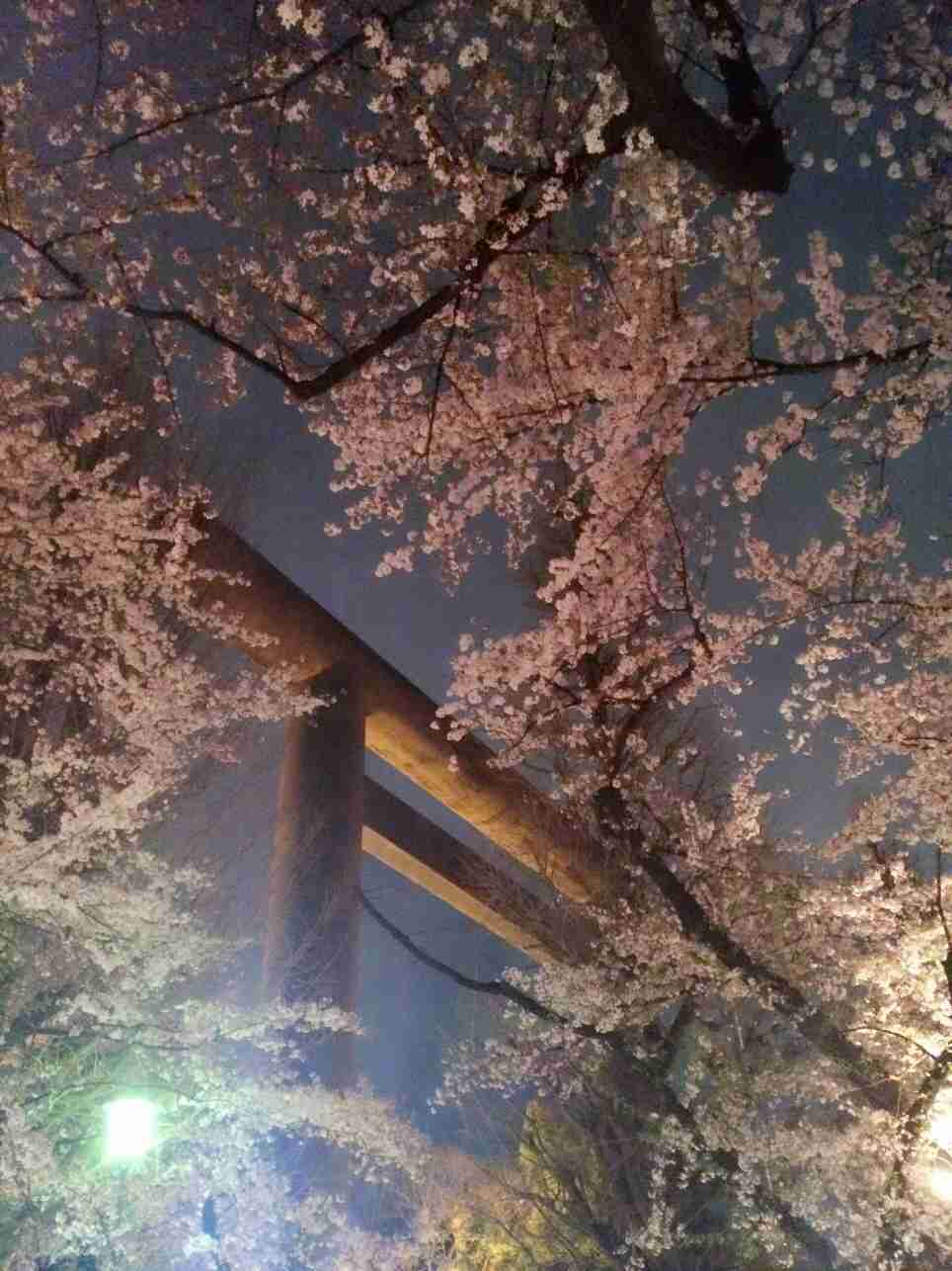 今年撮れた桜の写真「とっておきの一枚」♡