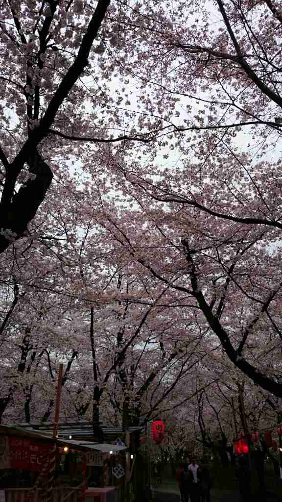 今年撮れた桜の写真「とっておきの一枚」♡