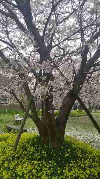 今年撮れた桜の写真「とっておきの一枚」♡