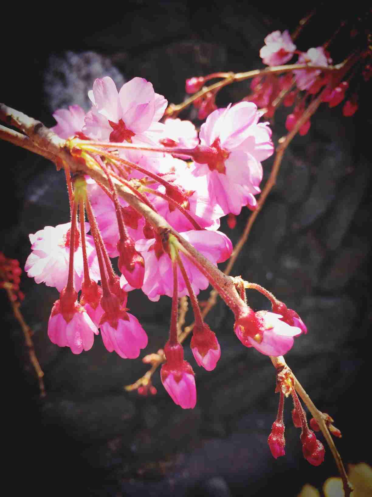 今年撮れた桜の写真「とっておきの一枚」♡