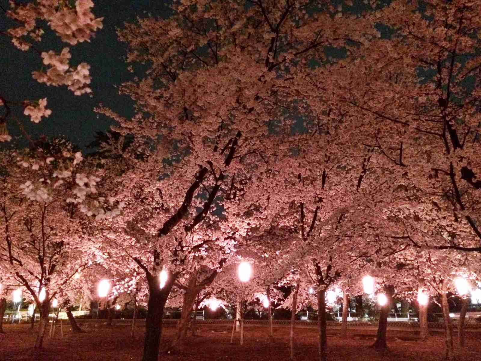 今年撮れた桜の写真「とっておきの一枚」♡