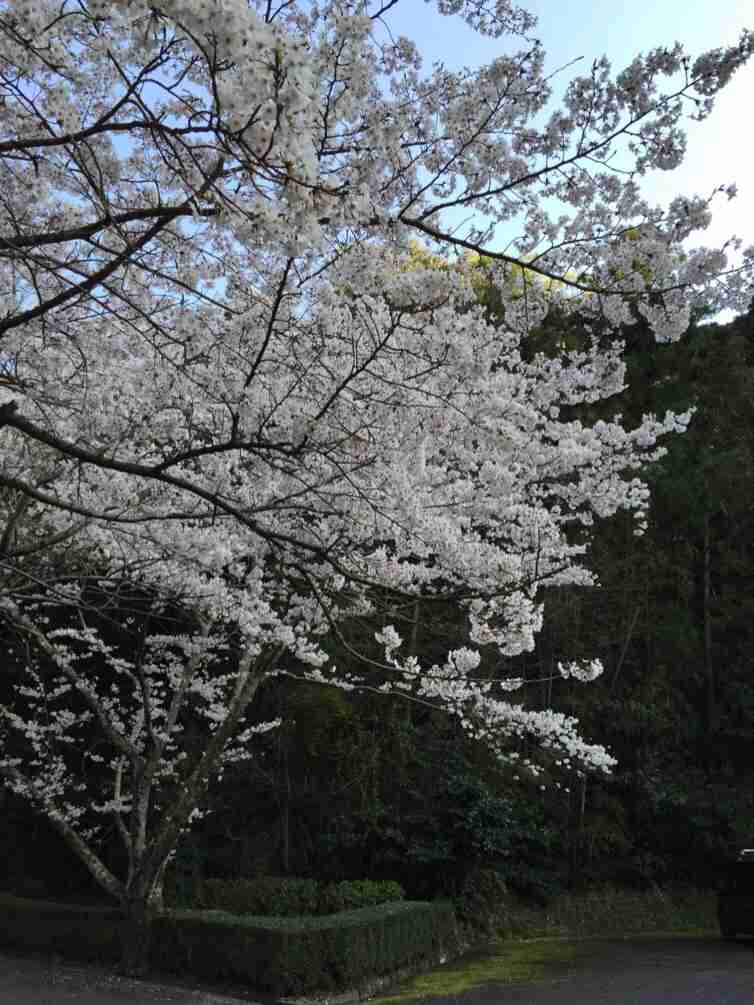 今年撮れた桜の写真「とっておきの一枚」♡