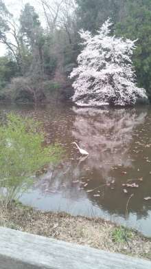 今年撮れた桜の写真「とっておきの一枚」♡