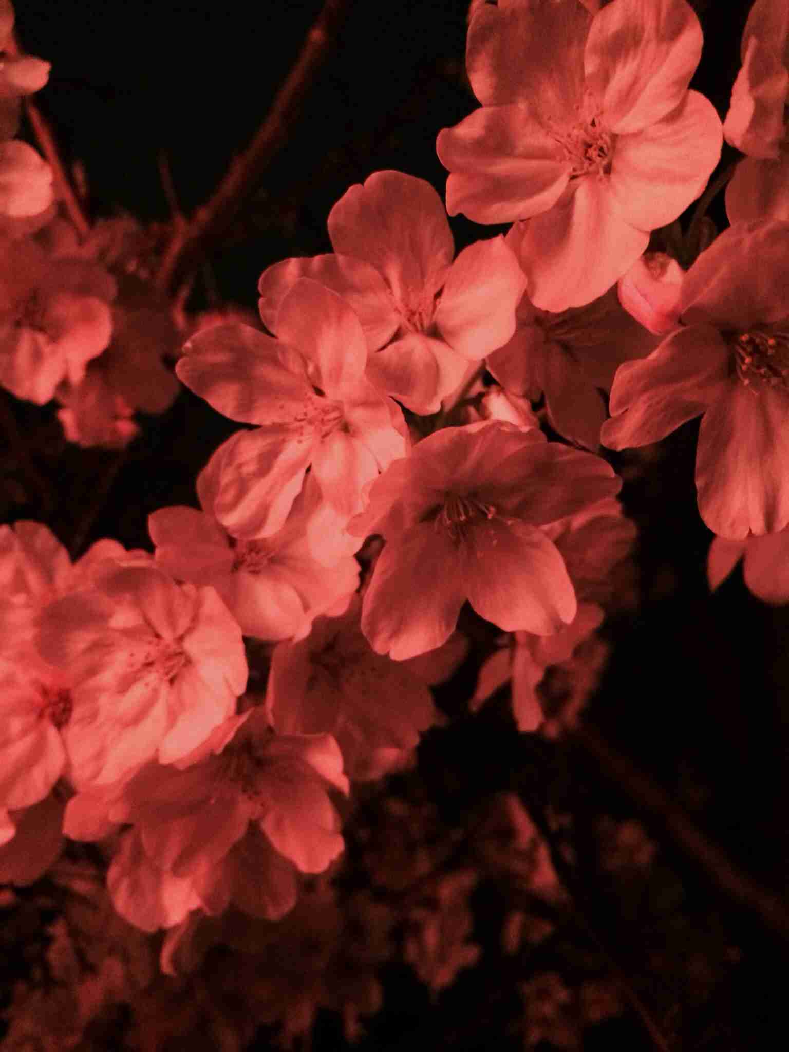今年撮れた桜の写真「とっておきの一枚」♡