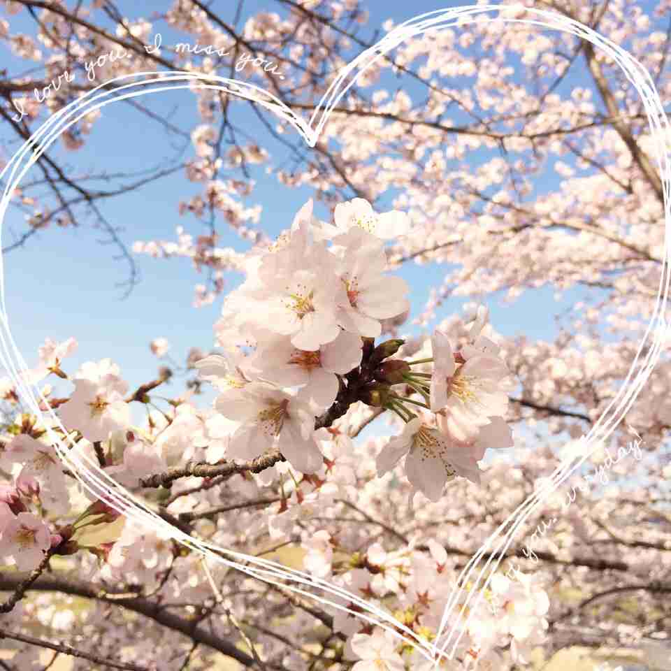 今年撮れた桜の写真「とっておきの一枚」♡
