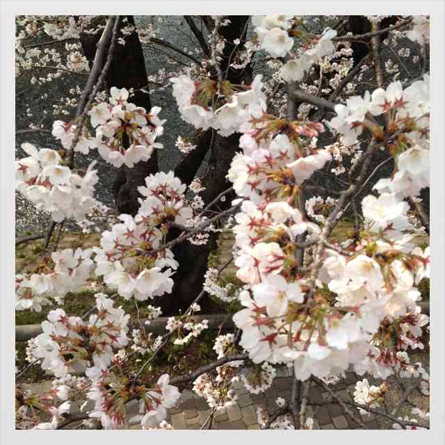 今年撮れた桜の写真「とっておきの一枚」♡