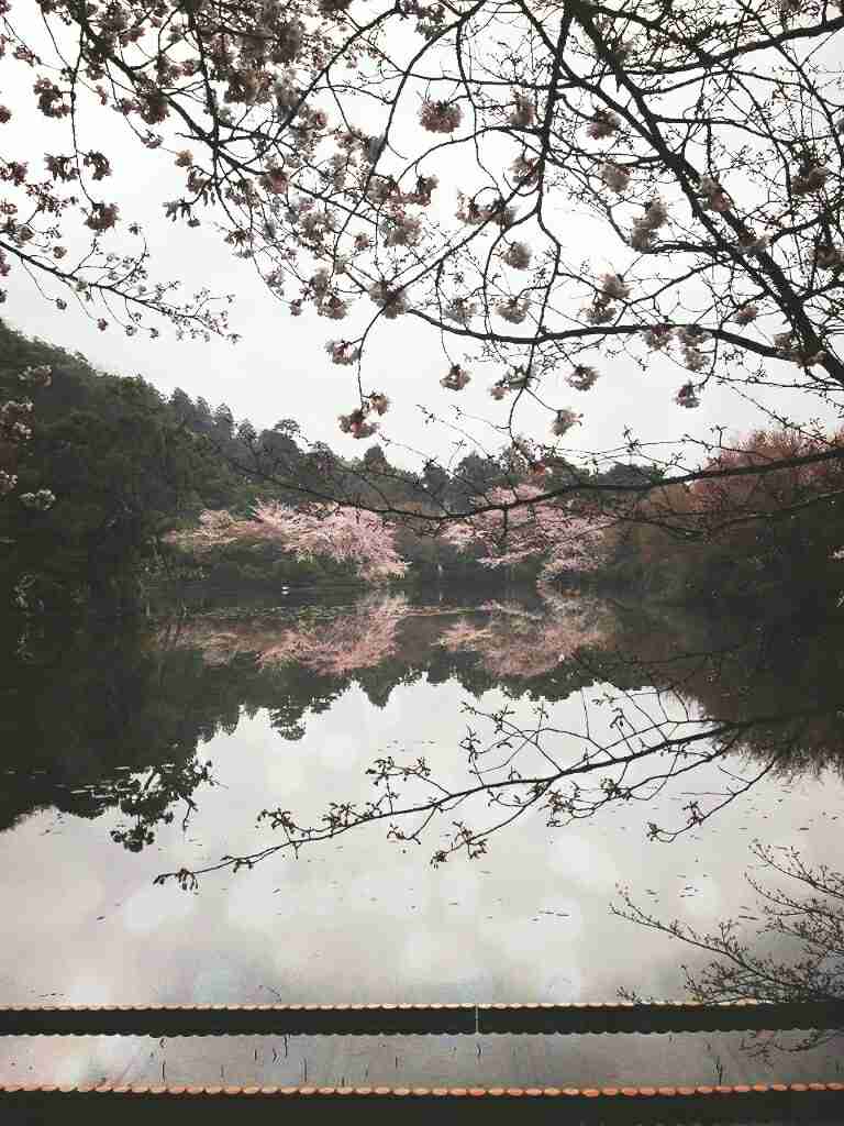 今年撮れた桜の写真「とっておきの一枚」♡