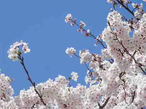 今年撮れた桜の写真「とっておきの一枚」♡