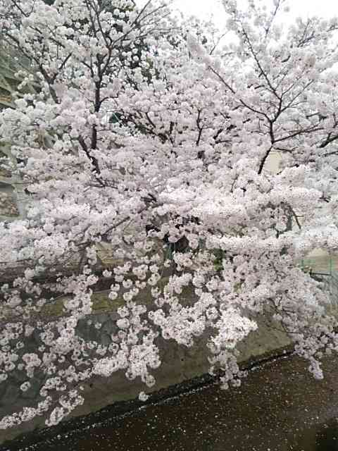 今年撮れた桜の写真「とっておきの一枚」♡
