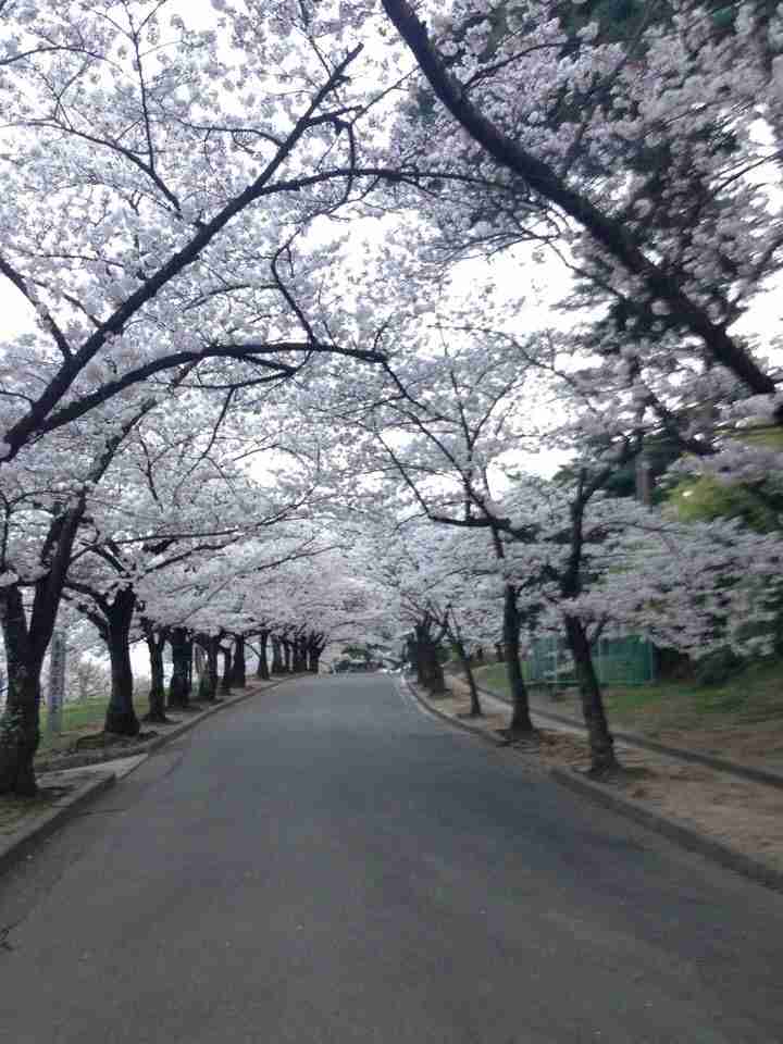 今年撮れた桜の写真「とっておきの一枚」♡