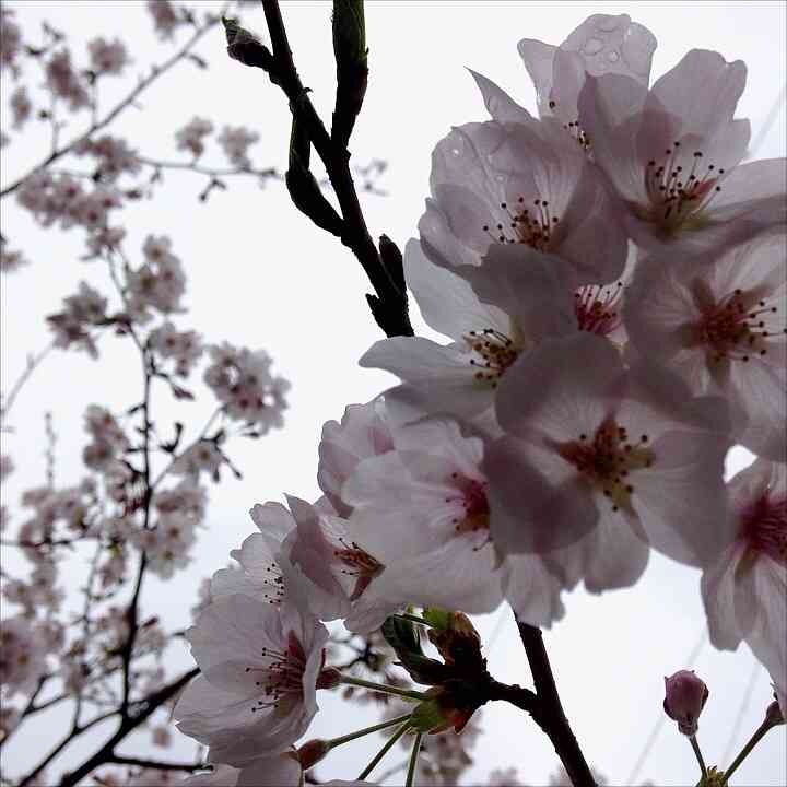 今年撮れた桜の写真「とっておきの一枚」♡