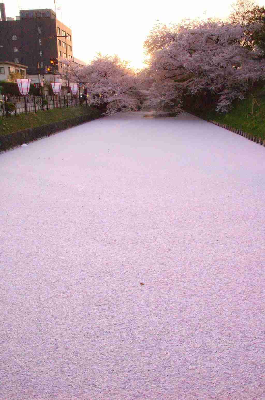 今年撮れた桜の写真「とっておきの一枚」♡