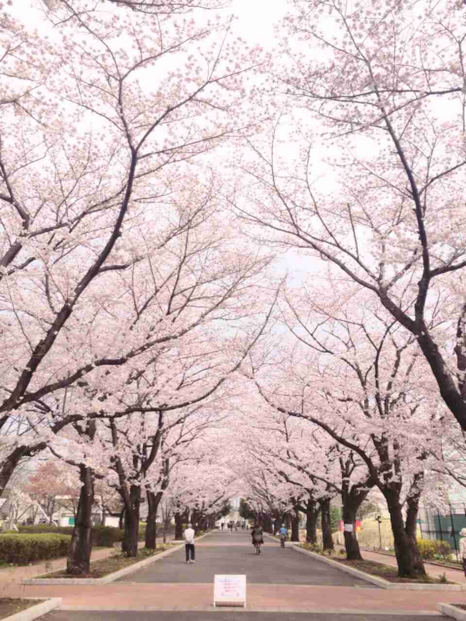 今年撮れた桜の写真「とっておきの一枚」♡