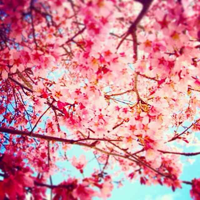 今年撮れた桜の写真「とっておきの一枚」♡
