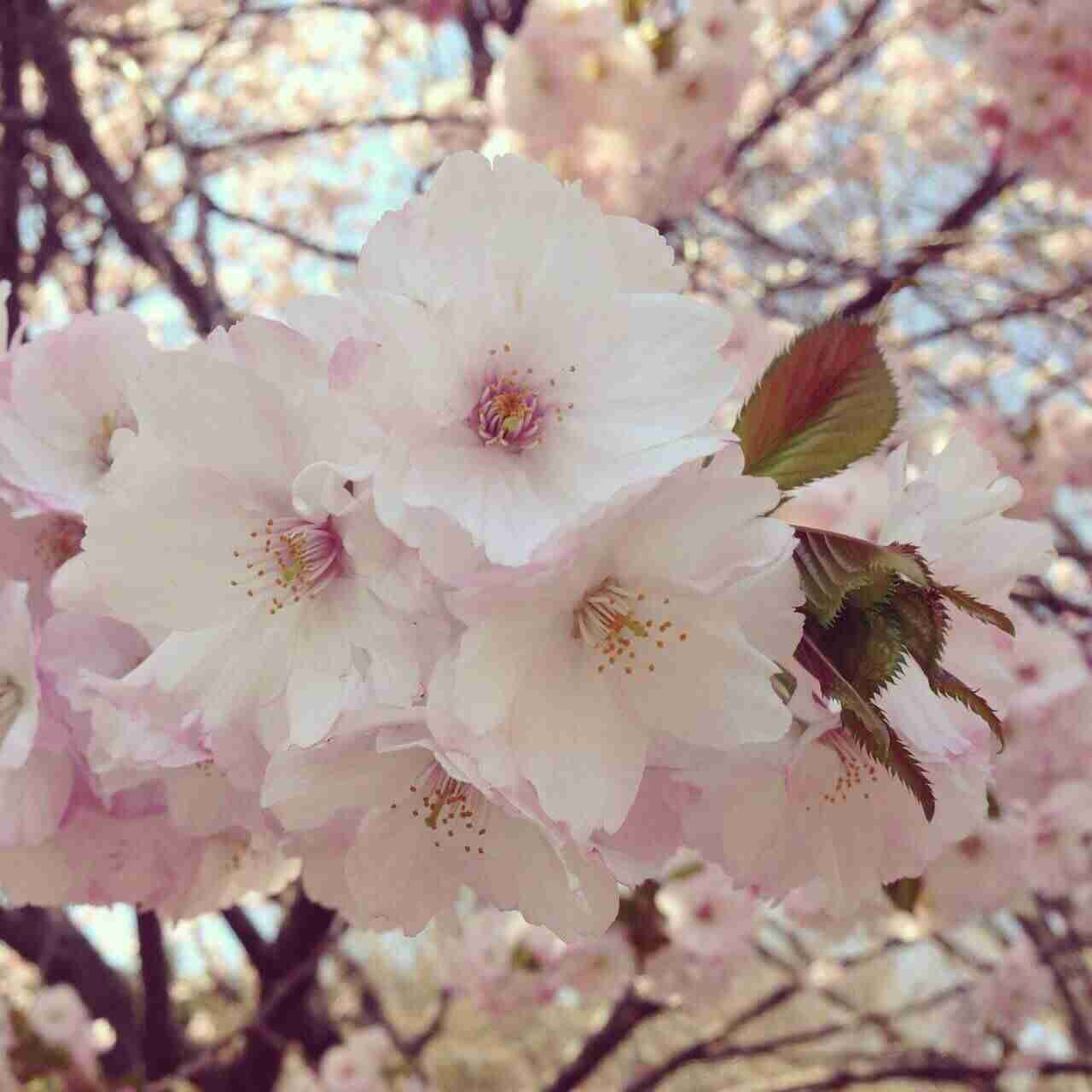今年撮れた桜の写真「とっておきの一枚」♡