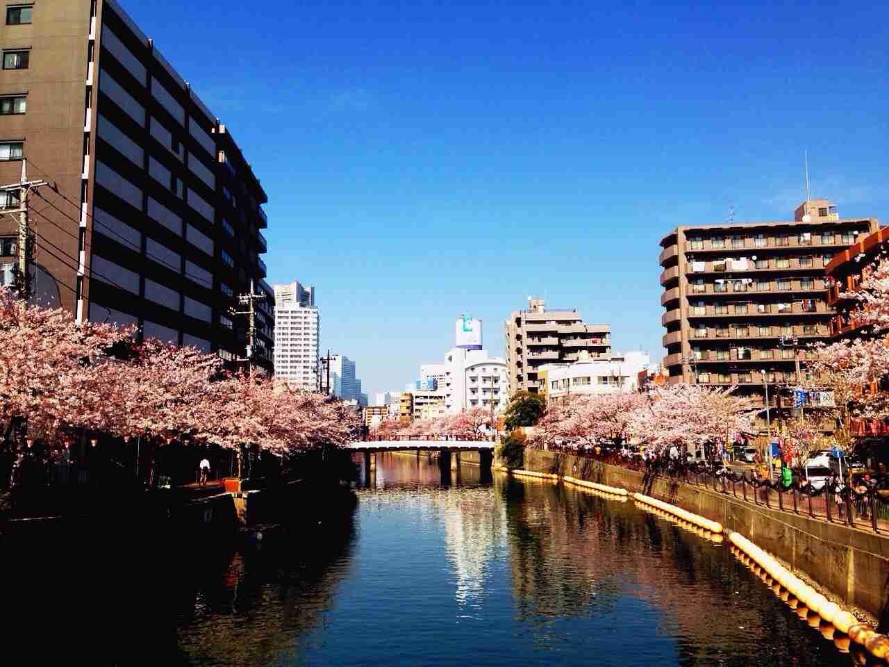 今年撮れた桜の写真「とっておきの一枚」♡