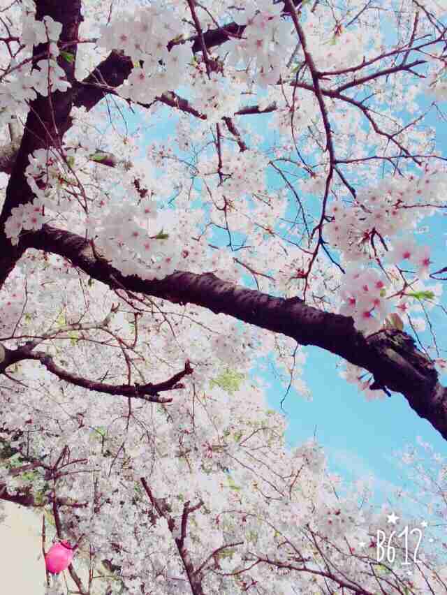 今年撮れた桜の写真「とっておきの一枚」♡