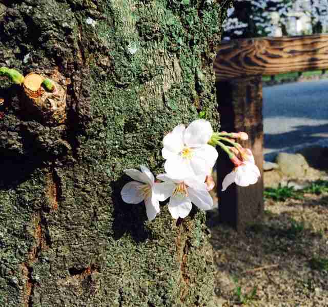 今年撮れた桜の写真「とっておきの一枚」♡