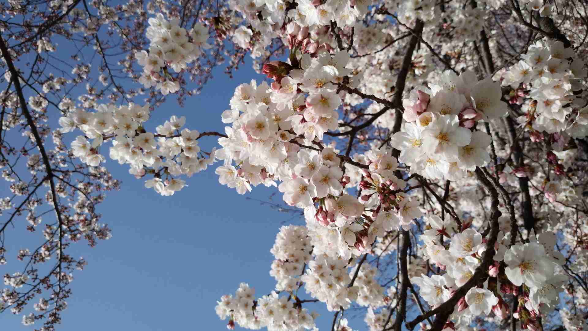 今年撮れた桜の写真「とっておきの一枚」♡