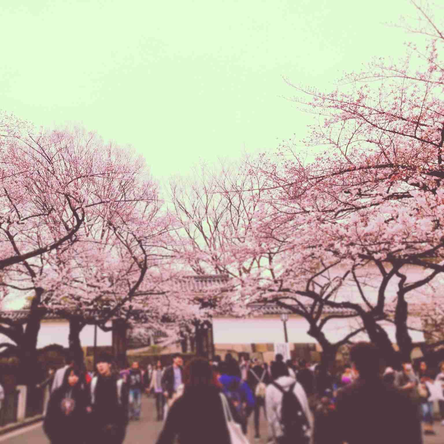 今年撮れた桜の写真「とっておきの一枚」♡